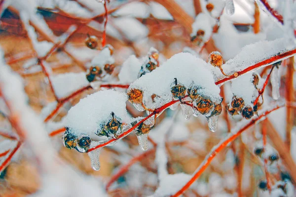 Icicles Tree Branches Garden — Stock Photo, Image