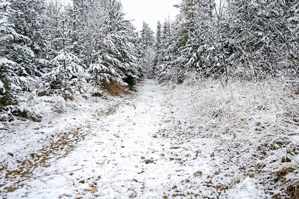 Δασικό Δρόμο Χειμώνα Χιόνι — Φωτογραφία Αρχείου
