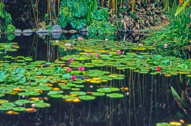 Bir Nilüfer gölet, yakın çekim