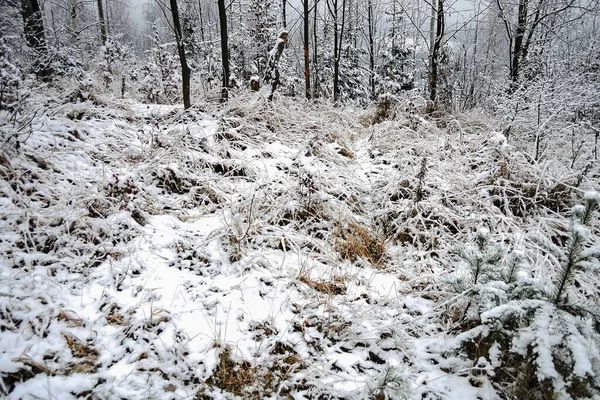 Floresta Inverno Com Neve Geada — Fotografia de Stock