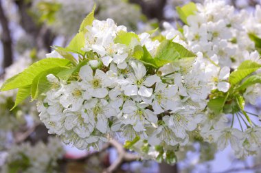 Bahçede çiçek açan ağaçlarla