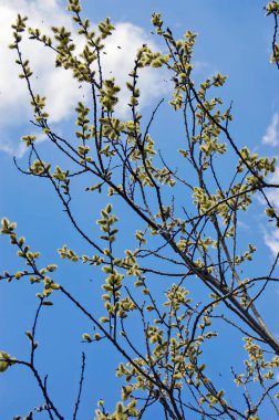 Tree with Pussy Willows and Honey Bees