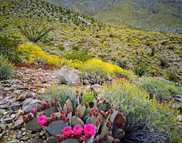 Blooming Desert Anza Borego California — Stock Photo, Image