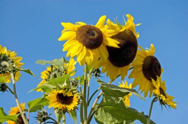 Bahçedeki ayçiçeği