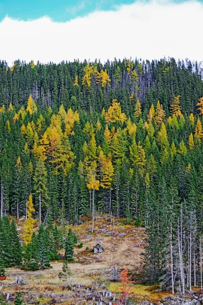 Las Słowackie Góry — Zdjęcie stockowe