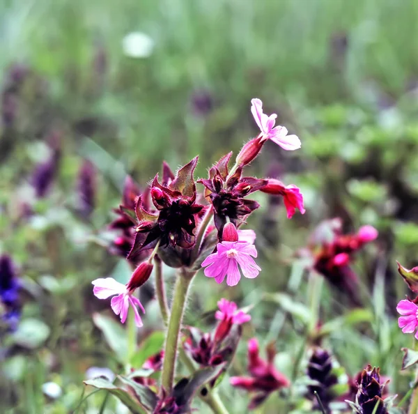 Ein Feld Voller Wilder Blumen — Stockfoto