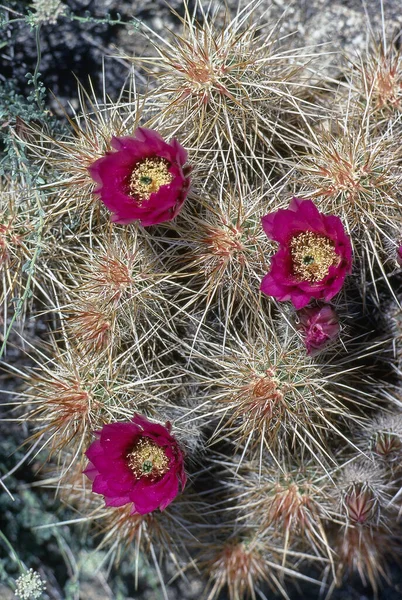 Våren Öknen Med Pincushion Cactus Blommar — Stockfoto