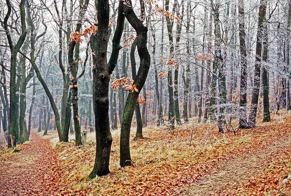 Frostiger Wald Winter Mit Pfad — Stockfoto