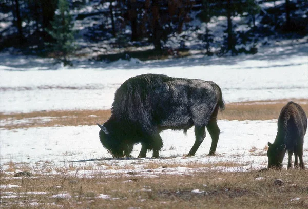 Bisonte Con Ternera Parque Nacional Yellowstone Wyoming —  Fotos de Stock