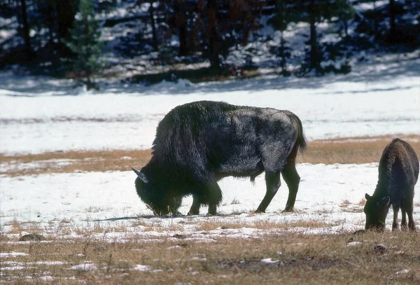 Yellowstone Ulusal Parkı Wyoming Buzağılı Bizon — Stok fotoğraf