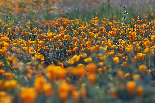 View California Poppy Field — Stock Photo, Image
