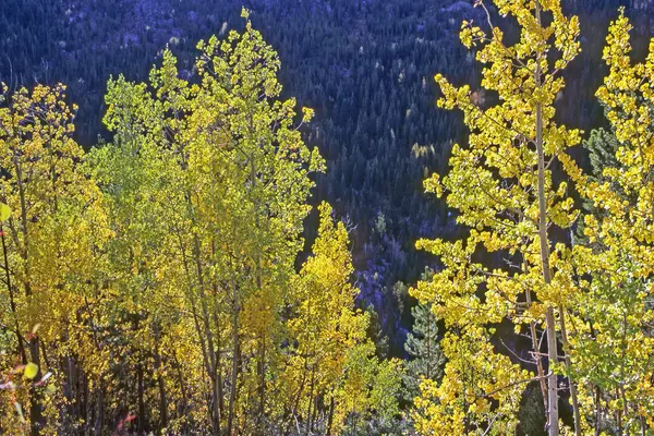 Bosque Otoño Colorado —  Fotos de Stock