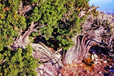 Batı ardıç ağacını kapatın.