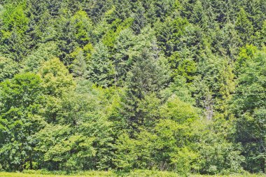 Ormanlı Çim Sahası