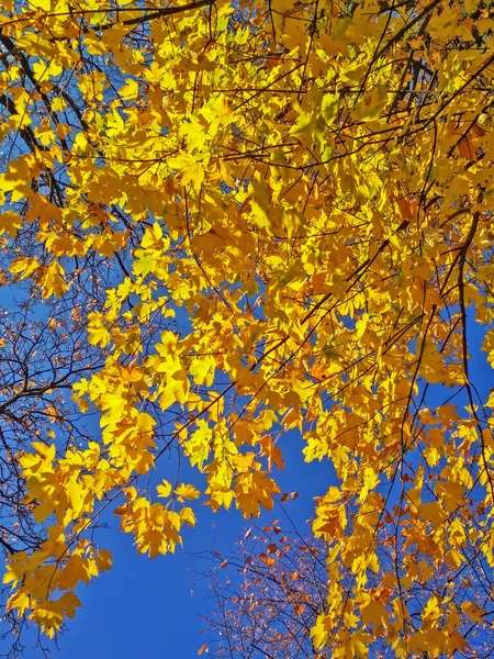 奥图姆树叶在公园里 — 图库照片
