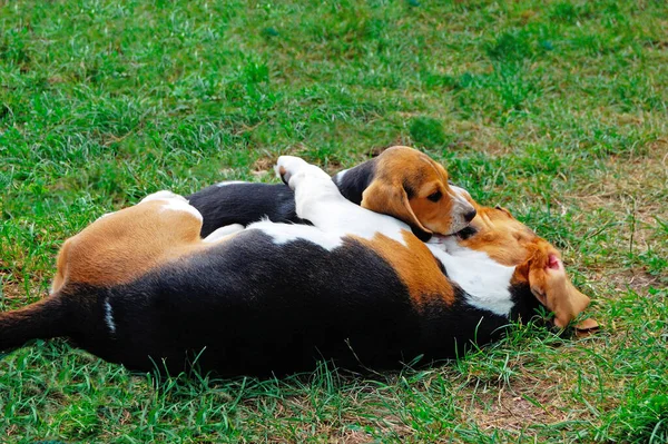 Cãozinho Beagle Descansando Jardim — Fotografia de Stock