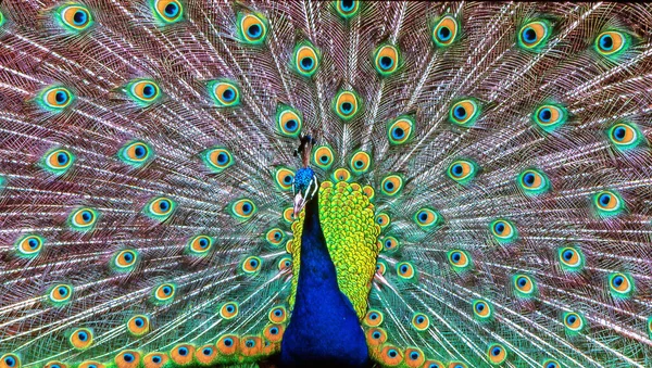 Peacock Displaying Its Train — Stock Photo, Image