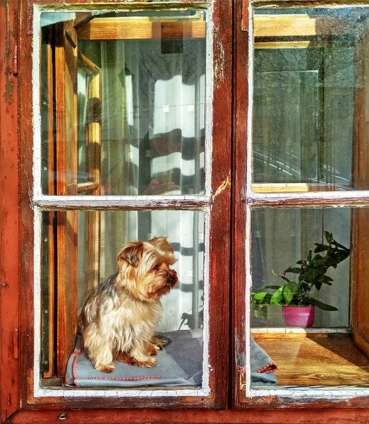 Pequeño Perro Detrás Ventanas —  Fotos de Stock