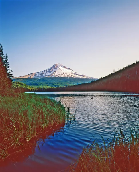 Lac Hood Trillium Oregon — Photo