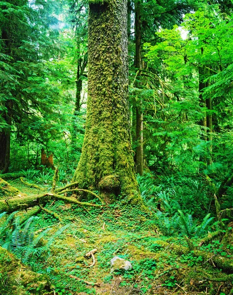 Skogen Olympic National Park Washington — Stockfoto