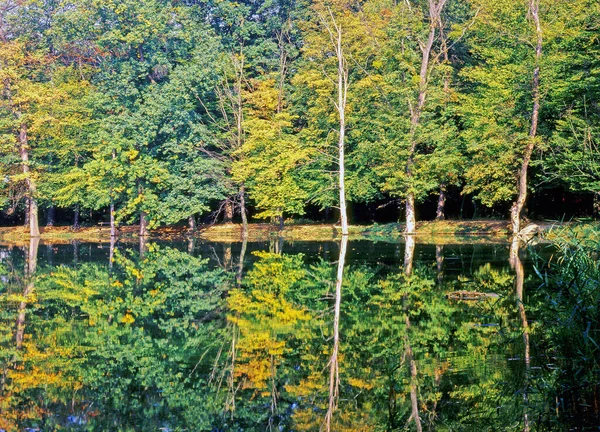有湖泊的秋天森林 — 图库照片