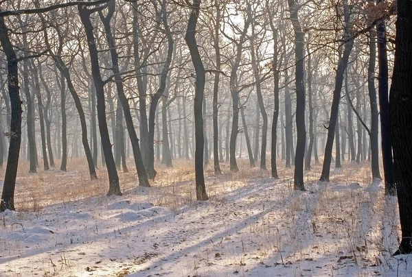 Forest Winter Snow Sun Rays — Φωτογραφία Αρχείου