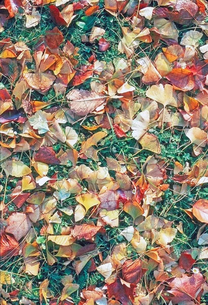 Autumn Park Colorful Leaves — Stock Photo, Image