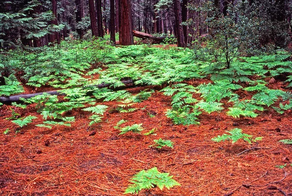 Redwood Forest Kalifornien — Stockfoto
