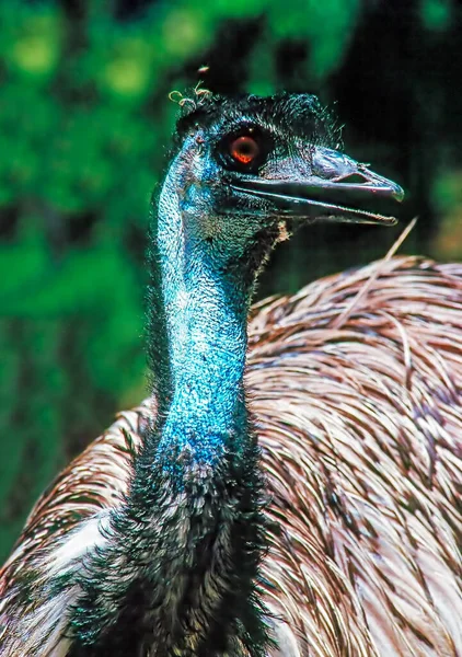 Fechar Emu Com Bico Aberto — Fotografia de Stock
