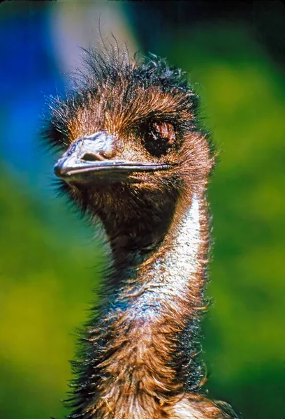 Close Emu — Stockfoto