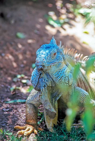 Perto Uma Iguana Verde — Fotografia de Stock