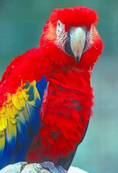 Close Scarlet Macaw — ストック写真