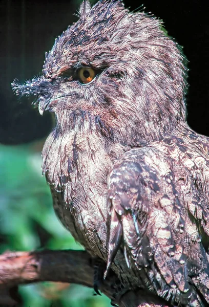 Close Screech Owl — Photo