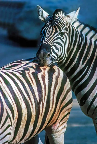 Primo Piano Una Zebra — Foto Stock