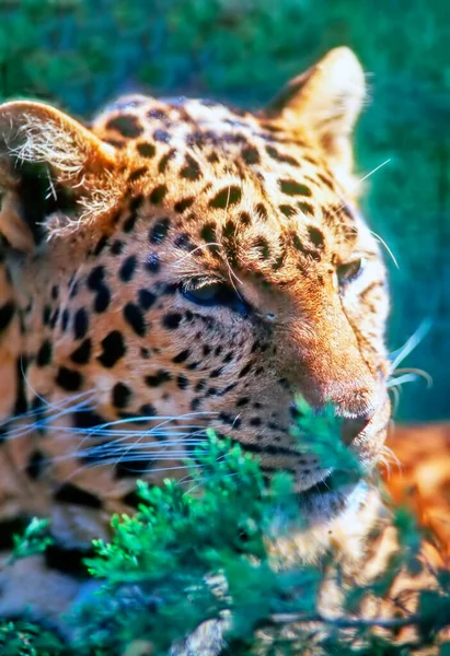 Close View Leopard — Stok fotoğraf