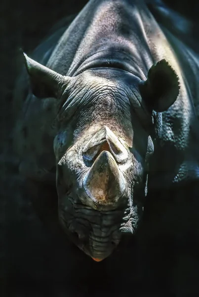 Close Rhinoceros — Stock Photo, Image