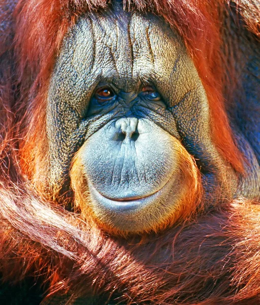 Zbliżenie Orangutan — Zdjęcie stockowe