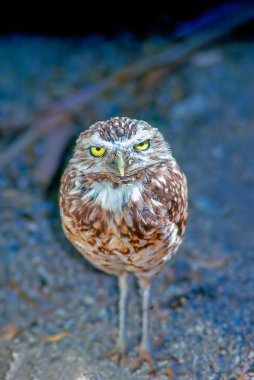 Close up of the Burrowing Owl