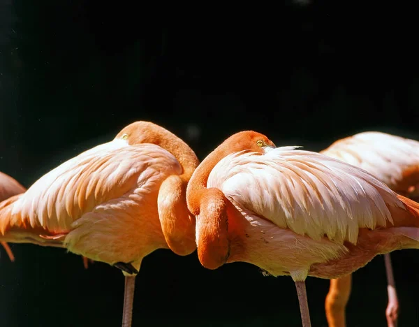 Flamingos Resting Pond — ストック写真