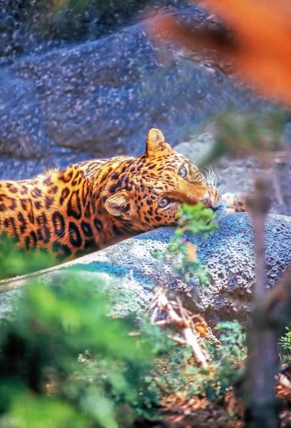 Close Leopard Resting — Stock Photo, Image