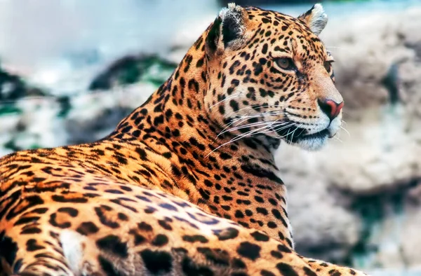 Close Leopard Resting — 图库照片