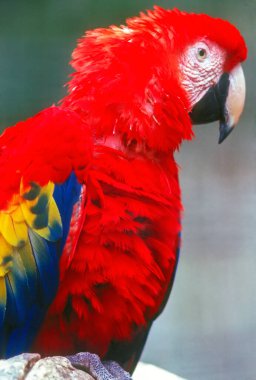 scarlet macaw yakın çekim