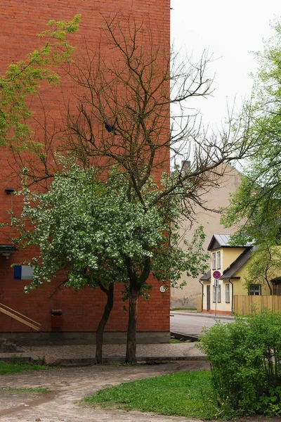 Bloeiende Verwelkte Bomen Achtergrond Van Een Rood Huis — Stockfoto