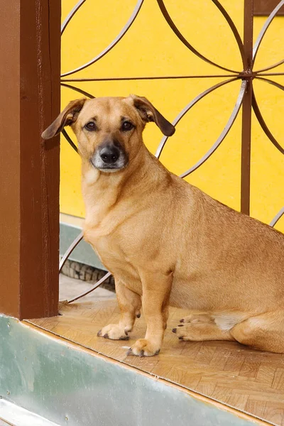 Verandadaki küçük kahverengi köpek evi koruyor.