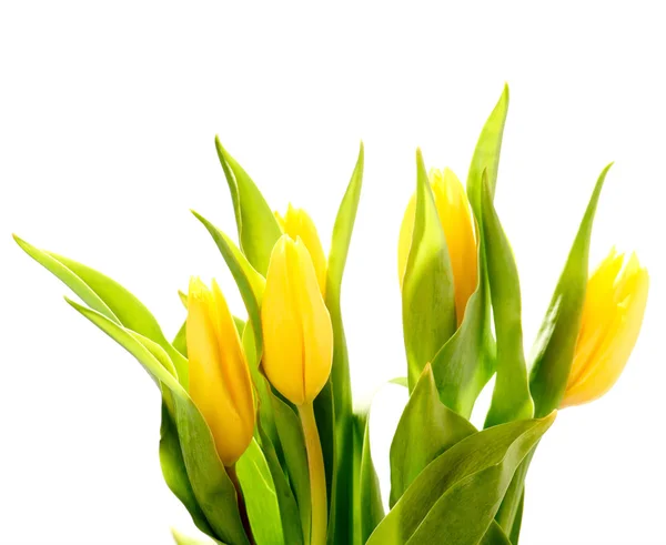 Tulips — Stock Photo, Image