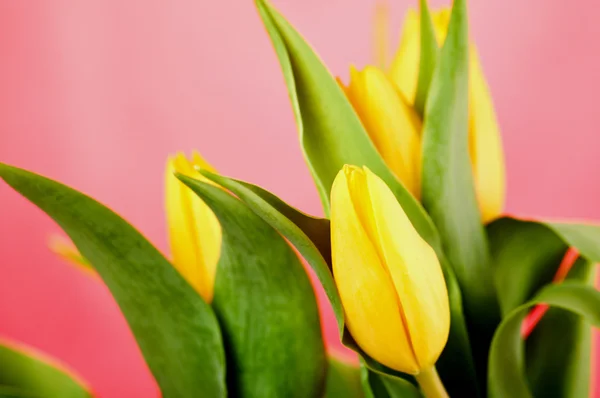 Tulips — Stock Photo, Image