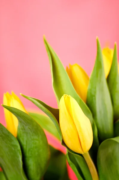 Tulips Royalty Free Stock Photos