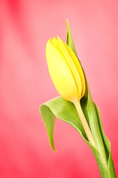 Tulips — Stock Photo, Image