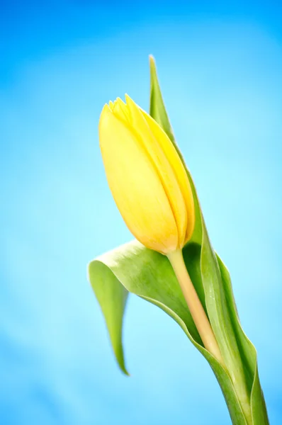 Tulips — Stock Photo, Image