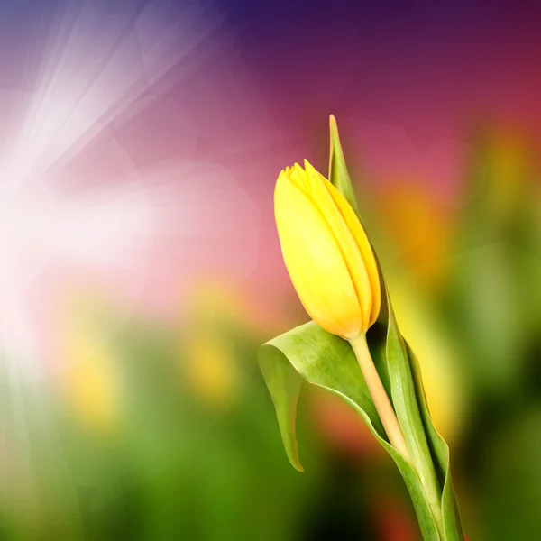 Tulips — Stock Photo, Image